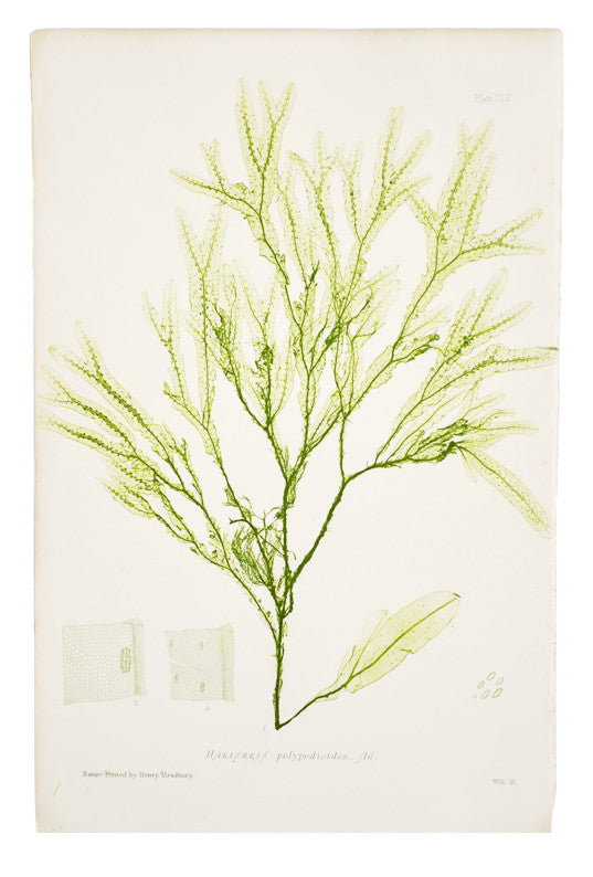 Haliseris Polypodioides Seaweed Print, c. 1872 in - LEIF