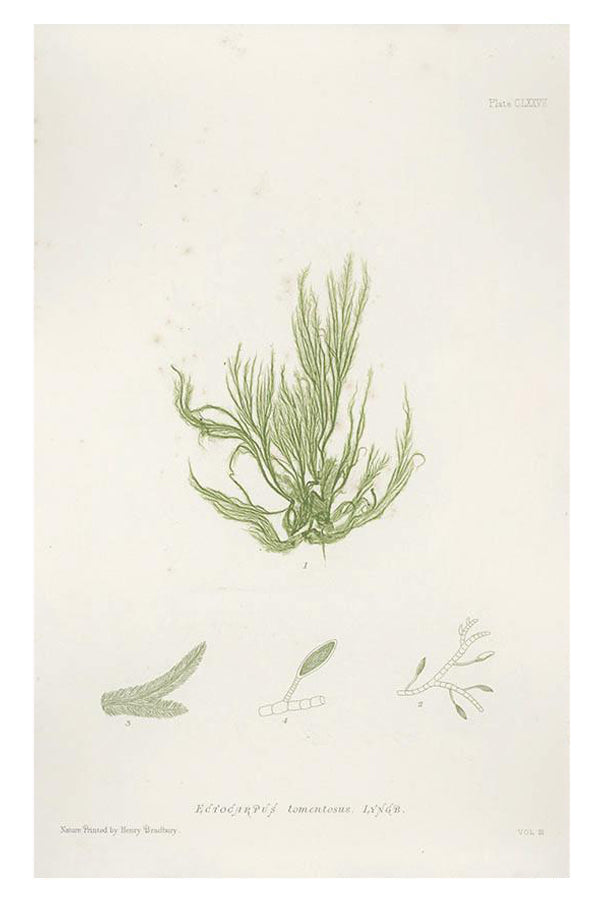 Vintage Seaweed Print, Ectocarpus Tomentosus in - LEIF