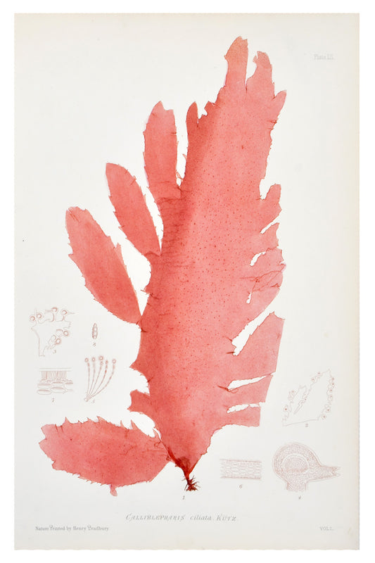 Calliblepharis Ciliata Seaweed Print, c. 1872 in  - LEIF