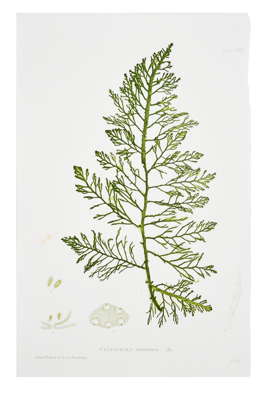 Cystoseira Granulata Seaweed Print, c. 1872 in  - LEIF