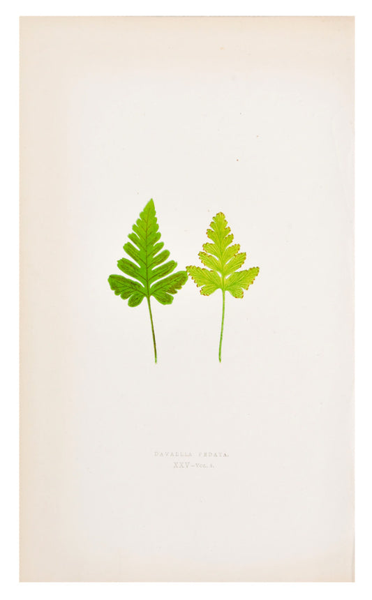 Davallia Pedata Fern Print, c. 1872 in  - LEIF