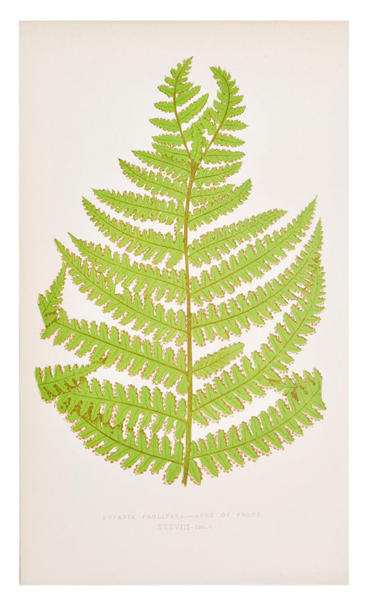 Deparia Prolifera Fern Print, c. 1872 in  - LEIF