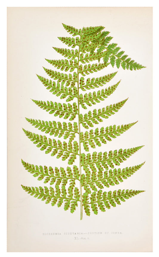 Dicksonia Cicutaria Fern Print, c. 1872 in  - LEIF