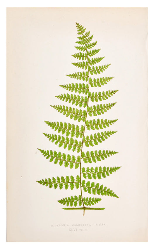 Dicksonia Moluccana Fern Print, c. 1872 in  - LEIF