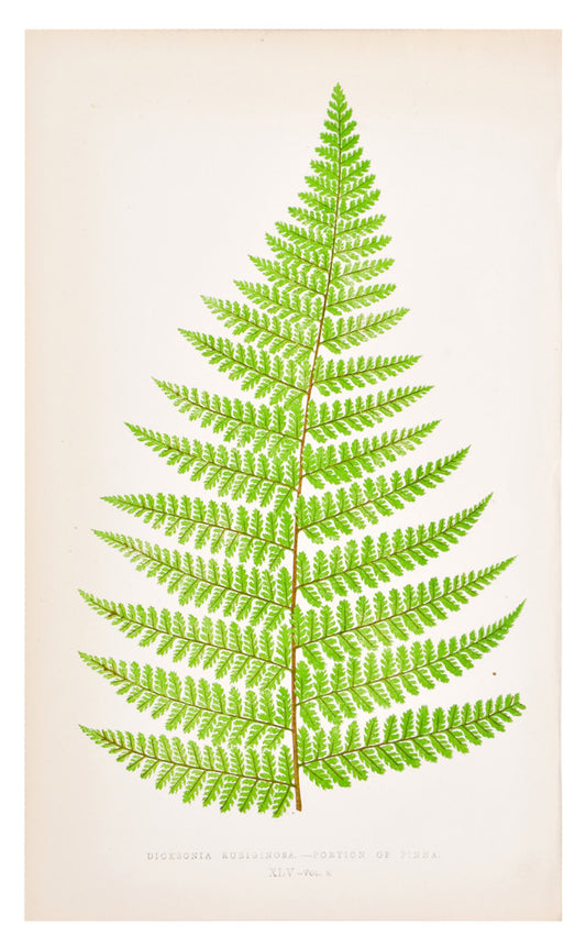 Dicksonia Rubiginosa Fern Print, c. 1872 in  - LEIF