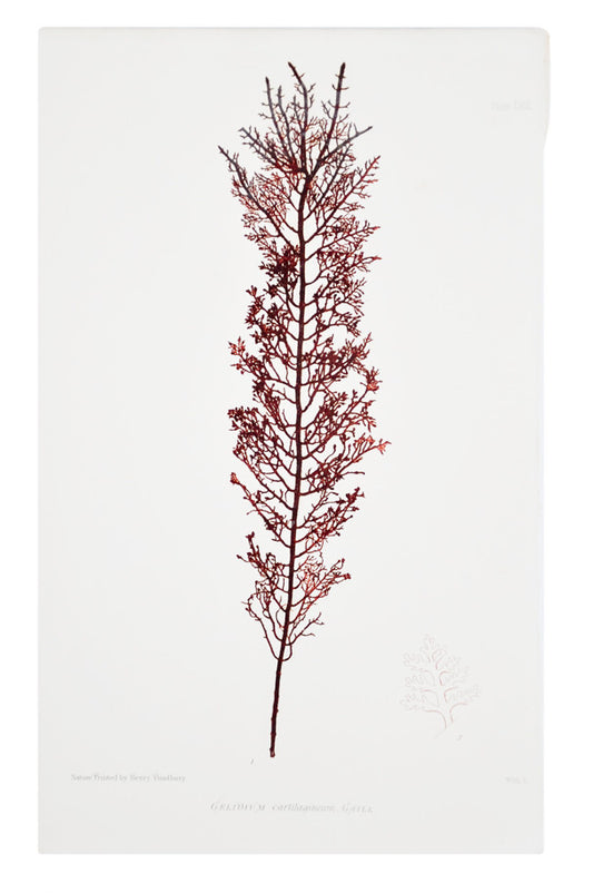 Gelidium Cartilagineum Seaweed Print, c. 1872 in  - LEIF