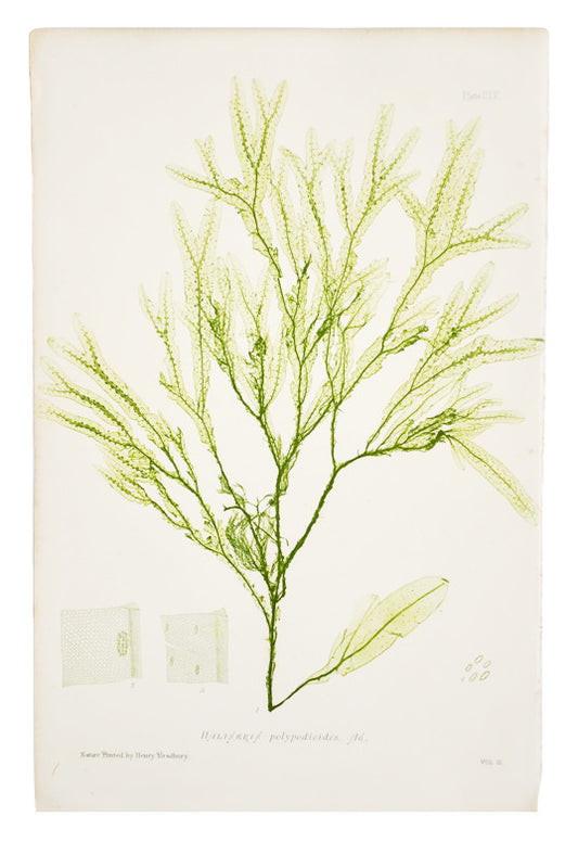 Haliseris Polypodioides Seaweed Print, c. 1872 in  - LEIF