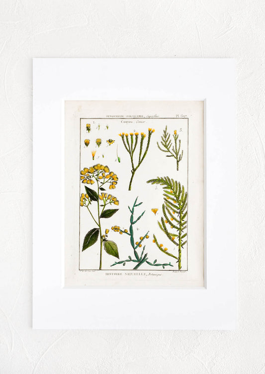 Vintage botanical print with white mat. Print features green and yellow leaves and flowers.