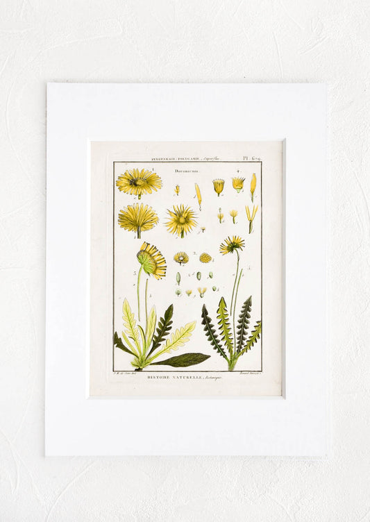 Vintage botanical print with white mat. Print features green and yellow leaves and flowers.