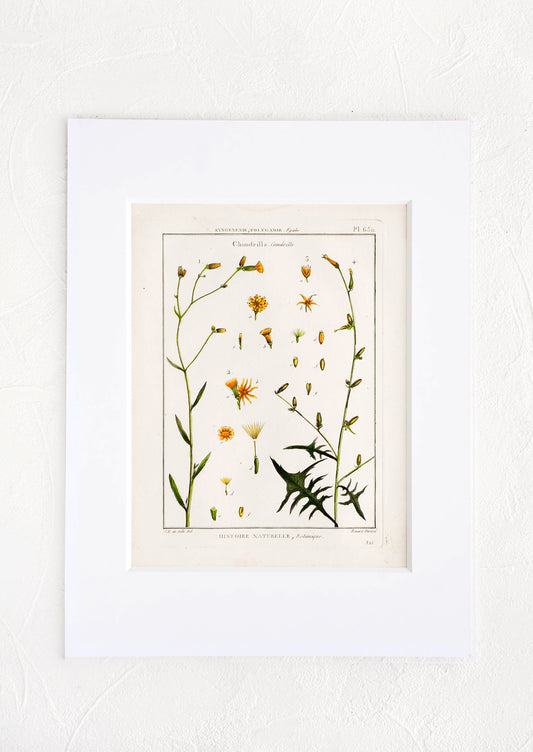 Vintage botanical print with white mat. Print features green and orange leaves and flowers.
