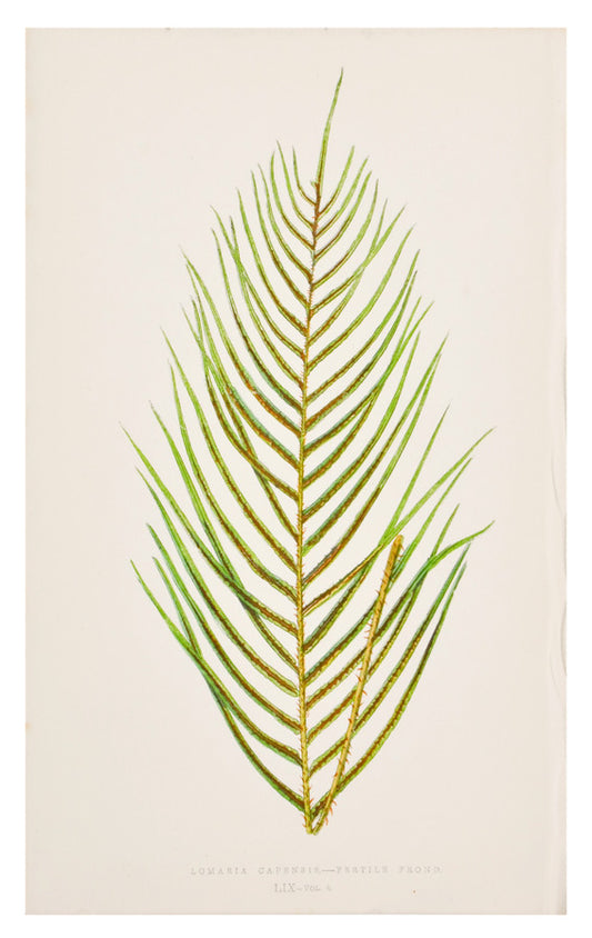Lomaria Capensis Fern Print, c. 1872 in  - LEIF