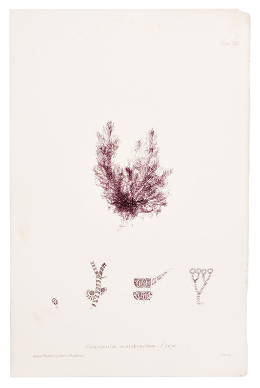Ceramium Acanthonotum Seaweed Print, c. 1872 in  - LEIF