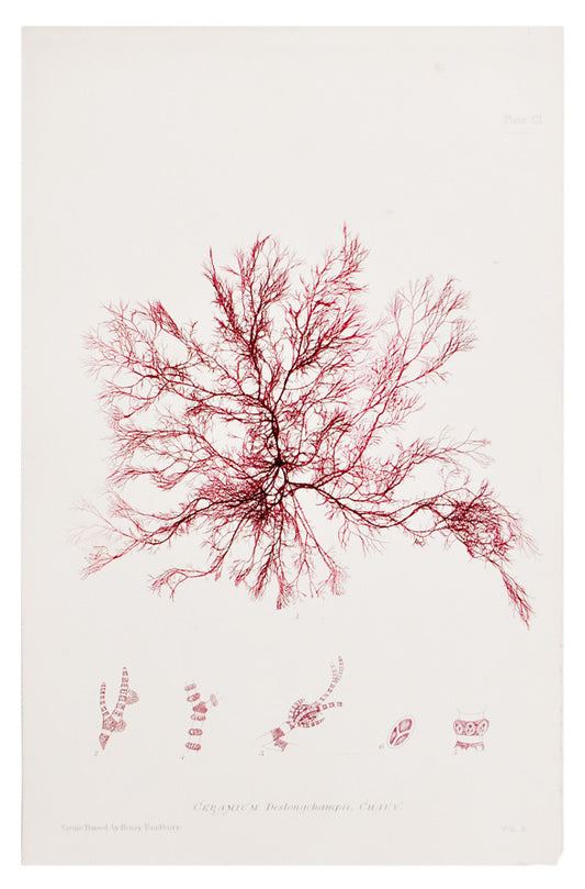 Ceramium Deslongchampii Seaweed Print, c. 1872 in  - LEIF