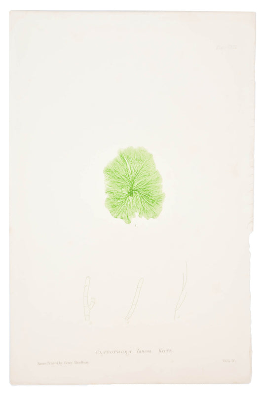 Cladophora Lanosa Seaweed Print, c. 1872 in  - LEIF