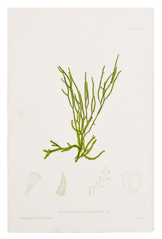 Cladostephus Spongiosus Seaweed Print, c. 1872 in  - LEIF