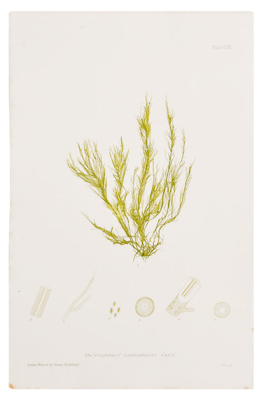 Dictyosiphon Foeniculaceus Seaweed Print, c. 1872 in  - LEIF