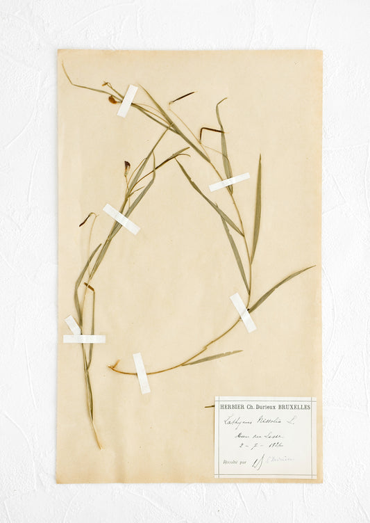 One hundred year old dried floral specimen (grass pea) on paper, used as artwork