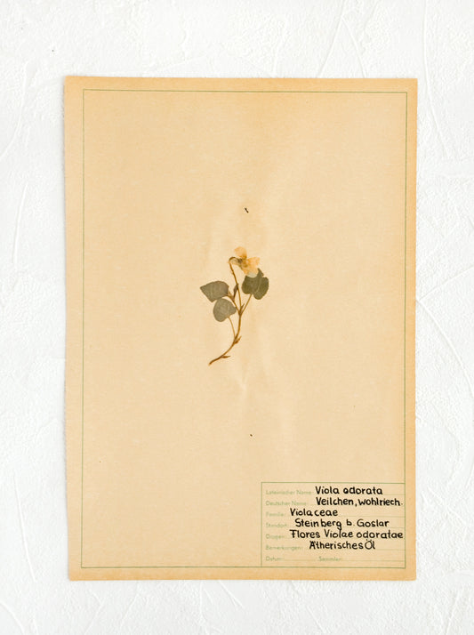 Vintage Dried Floral, Violet