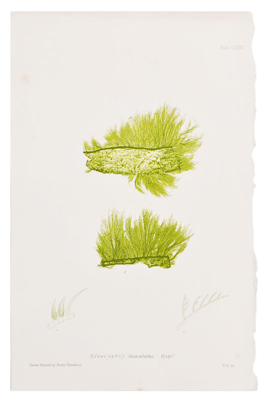 Ectocarpus Fasiculatas Seaweed Print, c. 1872 in  - LEIF