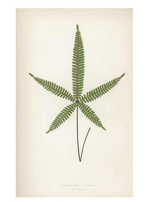 Cheilanthes Radiata Fern Print, c. 1872 in  - LEIF
