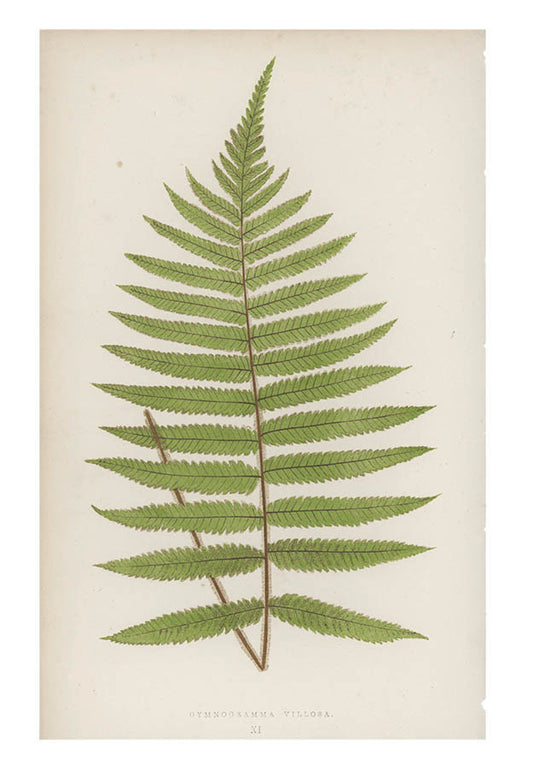 Gymnogramma Villosa Fern Print, c. 1872 in  - LEIF
