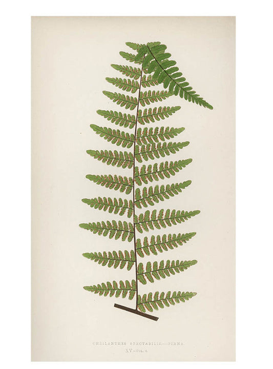 Cheilanthes Spectabilis Fern Print, c. 1872 in  - LEIF