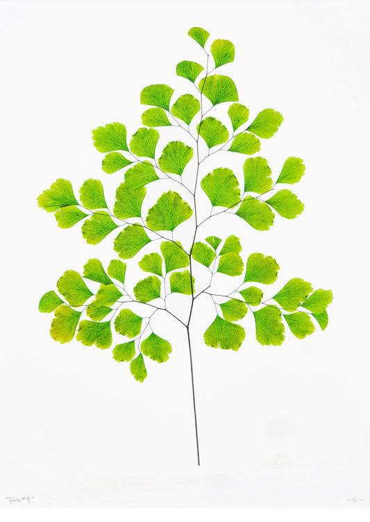 Green Fern #7 Poster Print in  - LEIF