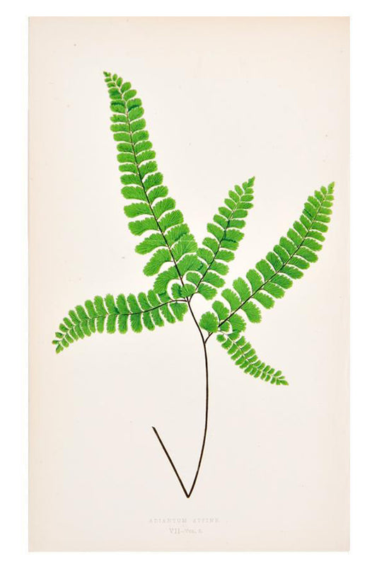 Vintage Fern Print, Adiantum Affine in  - LEIF