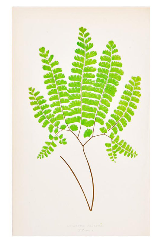 Vintage Fern Print, Adiantum Pedatum in  - LEIF