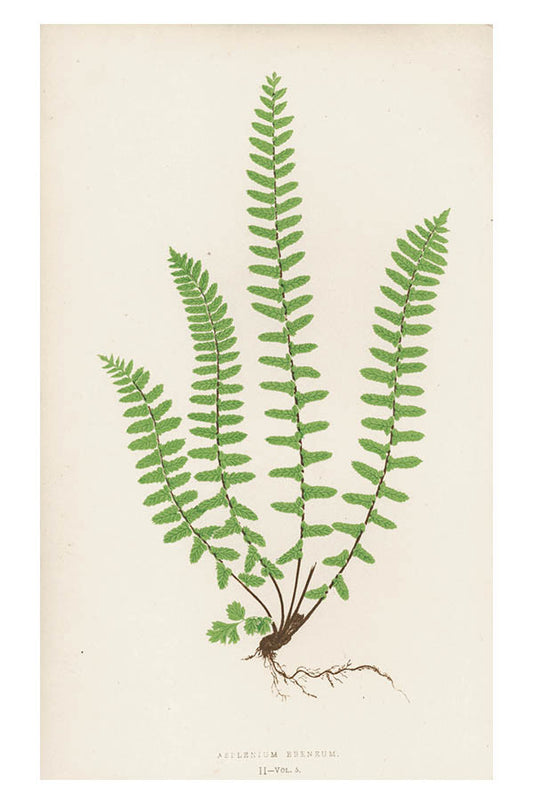 Vintage Fern Print, Asplenium Ebeneum in  - LEIF