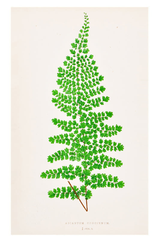 Vintage Fern Print, Adiantum Concinnum in  - LEIF