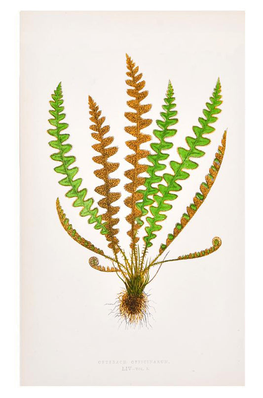 Vintage Fern Print, Cetfrach Officinarum in  - LEIF
