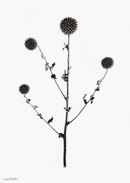 Globe Thistle Print in  - LEIF