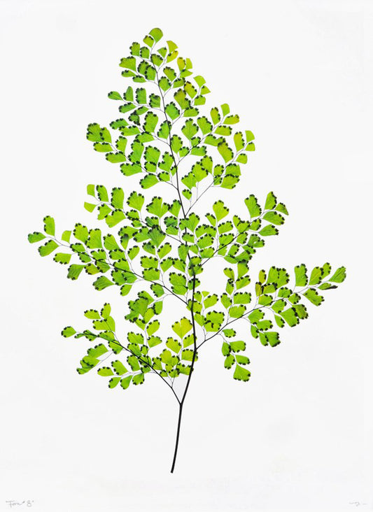 Green Fern #8 Poster Print in  - LEIF