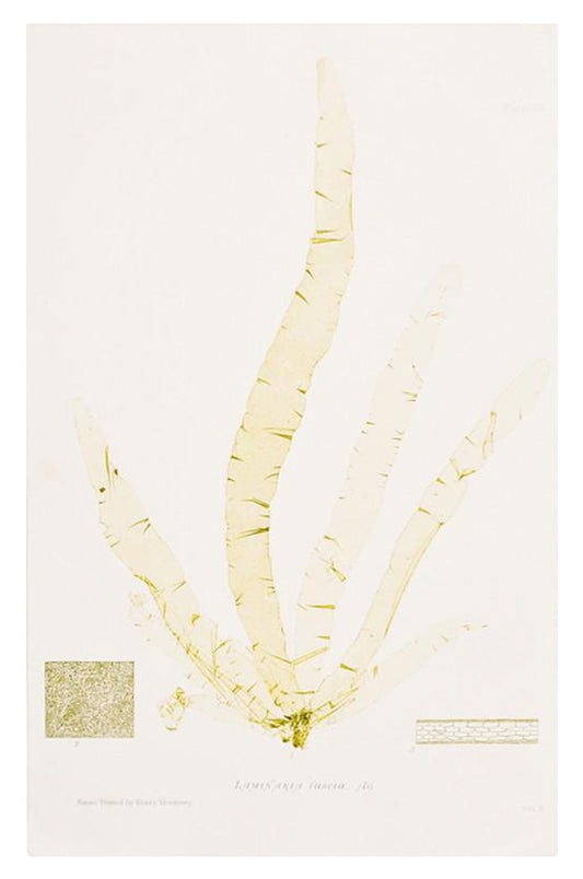 Vintage Seaweed Print, Laminaria Fascia in  - LEIF