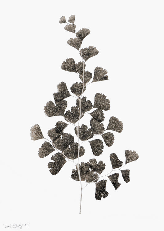 Leaf Study #1 Print in  - LEIF