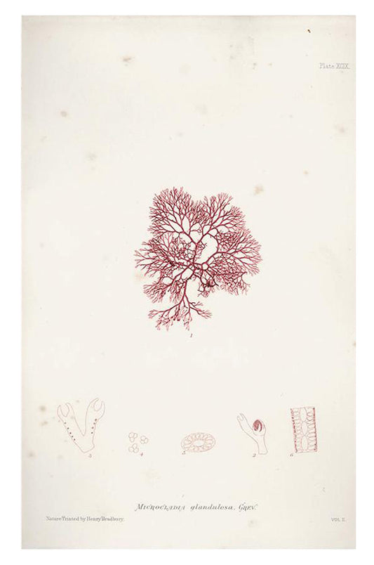 Vintage Seaweed Print, Microcladia Glandulosa in  - LEIF