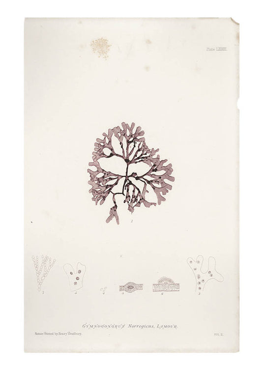 Gymnogongrus Norregicus Seaweed Print, c. 1872 in  - LEIF