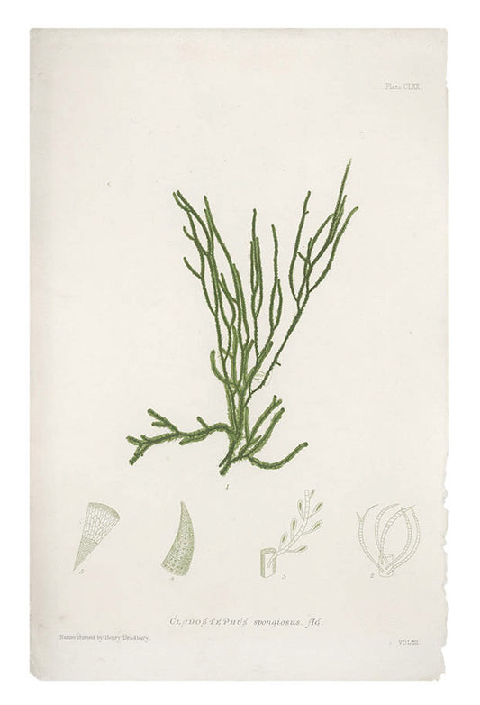 Cladostephus Spongiosus Seaweed Print, c. 1872 in  - LEIF