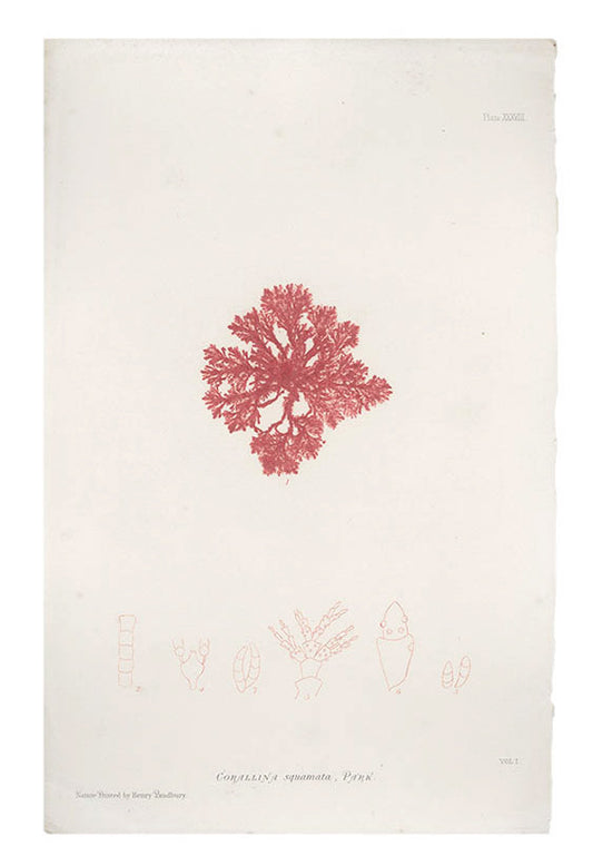 Corallina Squamata Seaweed Print, c. 1872 in  - LEIF
