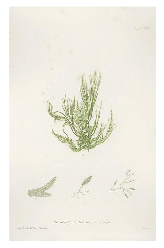 Vintage Seaweed Print, Ectocarpus Tomentosus in  - LEIF