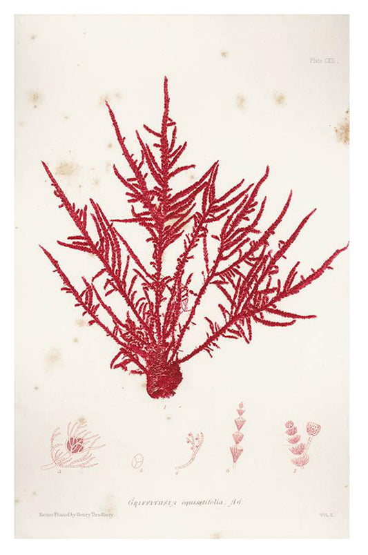 Vintage Seaweed Print, Griffithsia Equisetifolia in  - LEIF