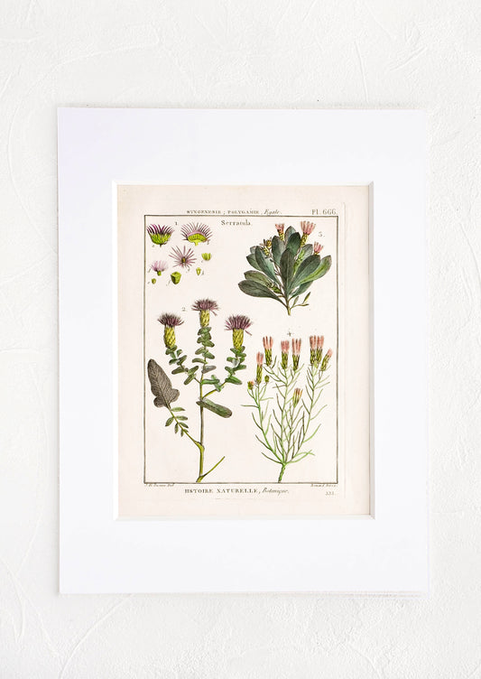 Vintage botanical print with white mat. Print features green and pink leaves and flowers.