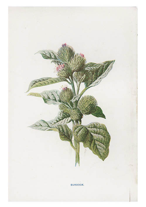 Vintage Flowering Plants Print, Burdock in  - LEIF