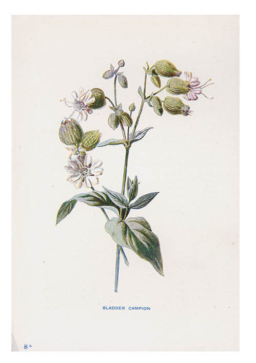 Vintage Flowering Plants Print, Bladder Campion in  - LEIF
