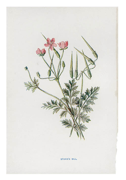 Vintage Flowering Plants Print, Stork's Bill in  - LEIF