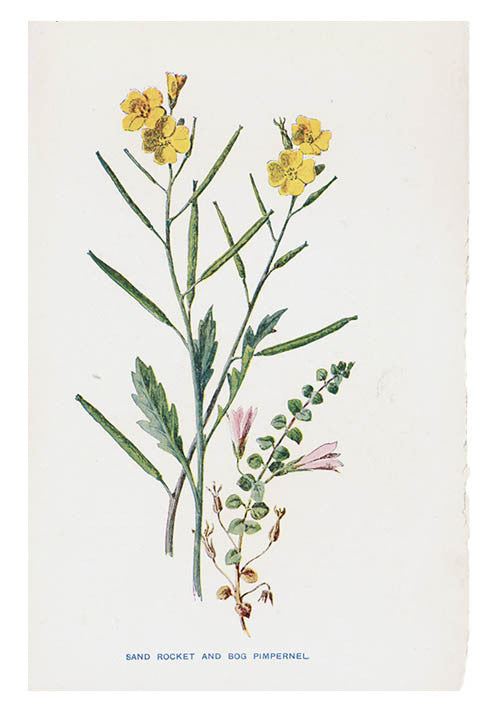 Vintage Flowering Plants Print, Sand Rocket in  - LEIF