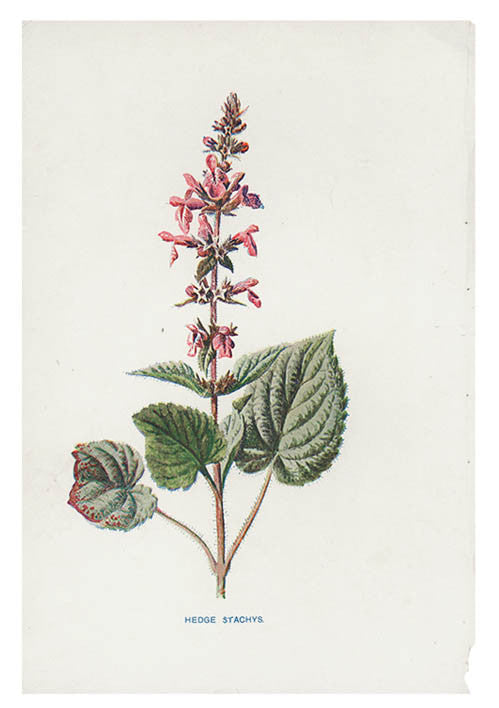 Vintage Flowering Plants Print, Hedge Stachys in  - LEIF