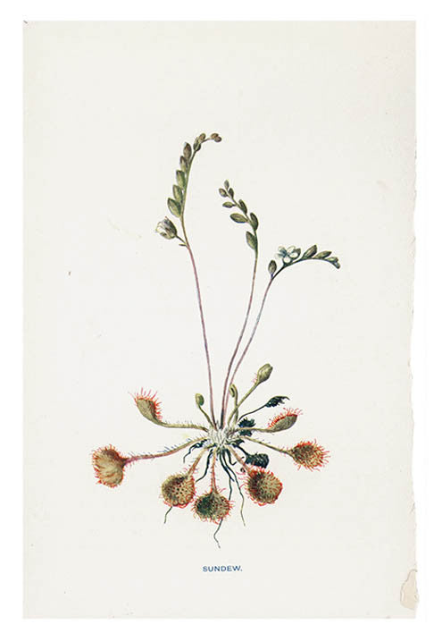 Vintage Flowering Plants Print, Sundew in  - LEIF
