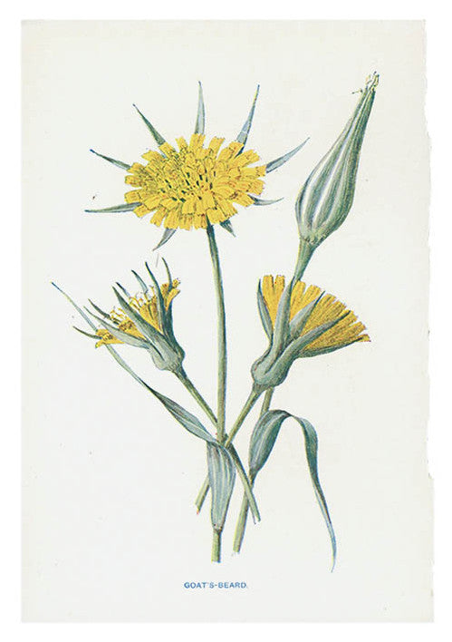 Vintage Flowering Plants Print, Goat's Beard in  - LEIF